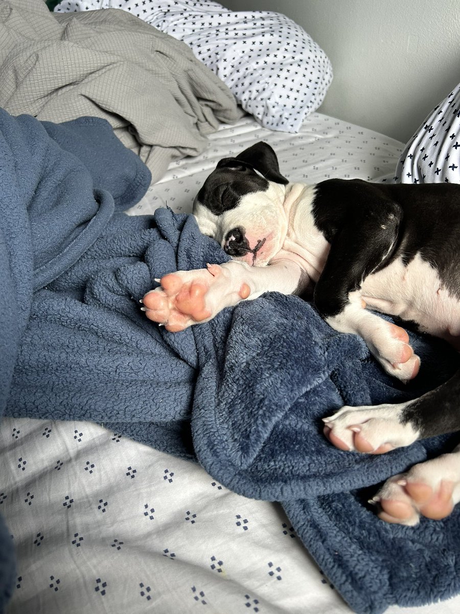 sstephyx3's tweet photo. Twitter meet Nala 🐾 https://t.co/J5QIhNRpxK