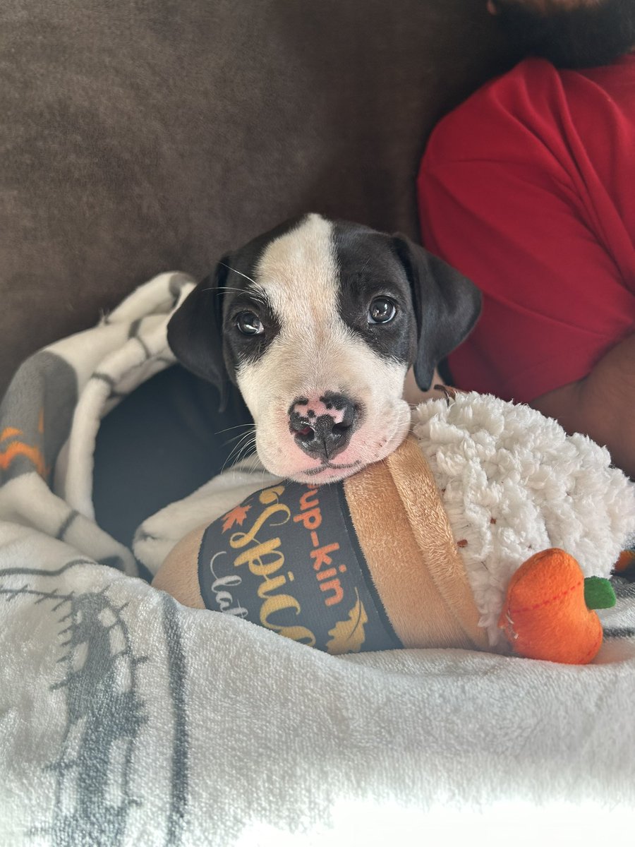 sstephyx3's tweet photo. Twitter meet Nala 🐾 https://t.co/J5QIhNRpxK
