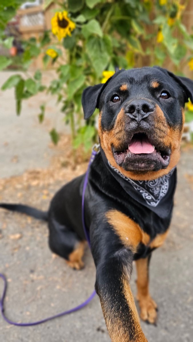 This is Chesnyy. She was just informed that there are people who might think she's scary because she's a rottweiler. She is genuinely appalled and shocked by this. She thought everyone would like her as much as she likes everyone else. But unlike many humans, she won't judge you…