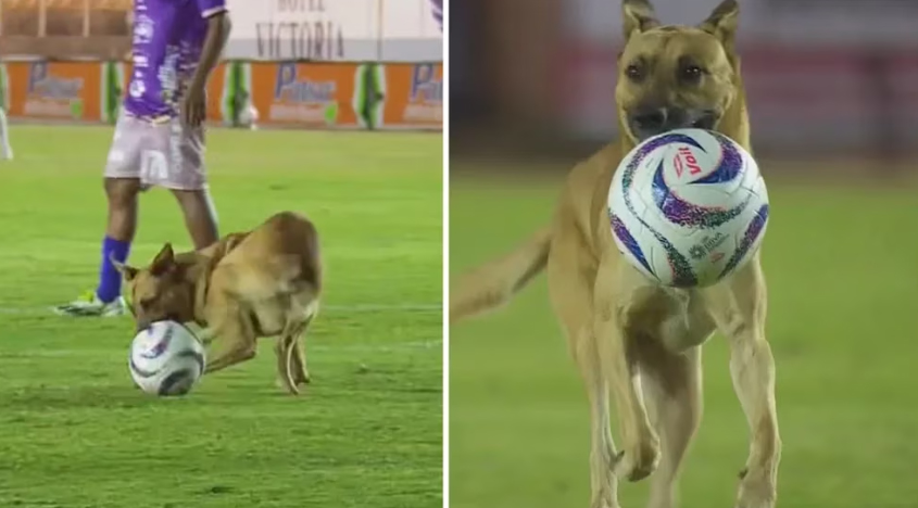 SoloPerros3's tweet photo. Perro se Roba el Espectáculo en un Partido de Fútbol en México https://t.co/j6pDFd1dMs
#perros #fútbol #méxico https://t.co/iuMxOiFSbH