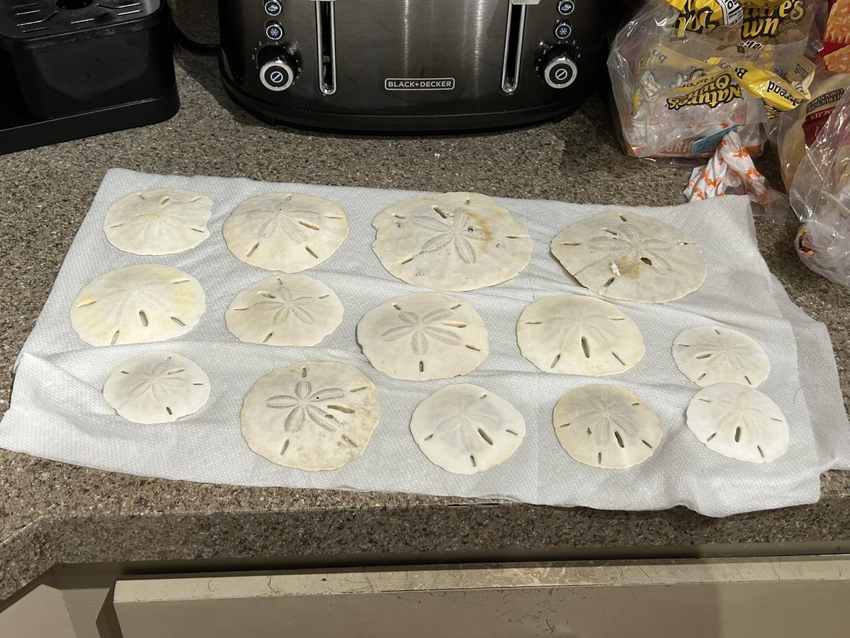 Look how nice the sanddollars came out from last weekend!