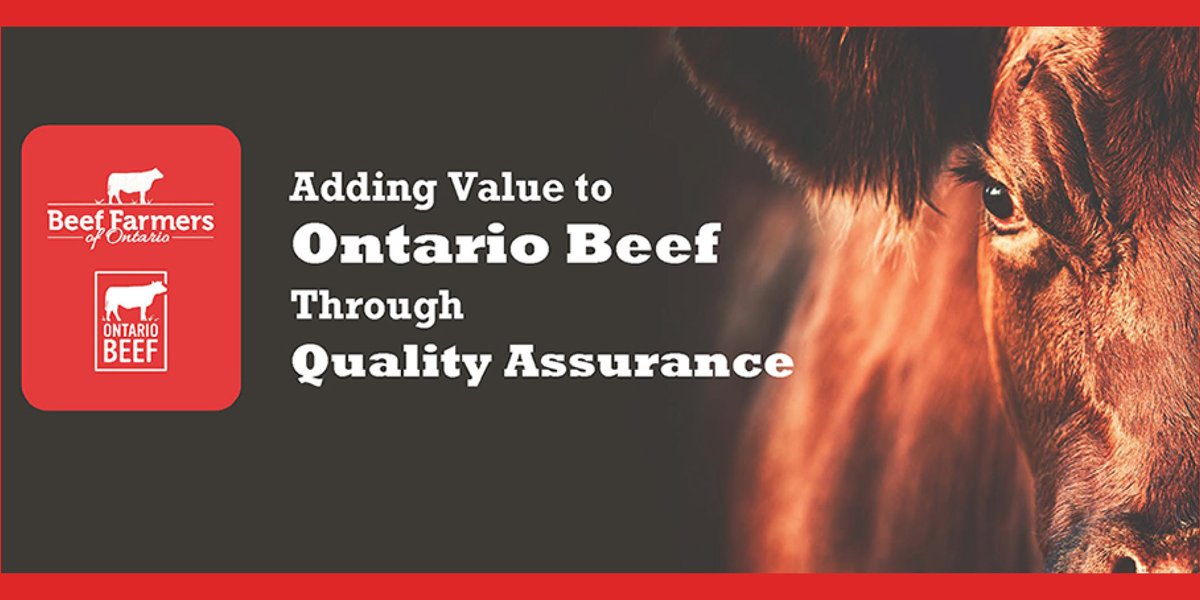 Beef Farmers of Ontario (@beeffarmerson) on Twitter photo Join BFO's <a href="/JaclynHorenberg/">Jaclyn Horenberg</a> for a <a href="/VBPCanada/">VBP+ Canada</a> virtual training webinar on October 24th at 7pm ET. A reminder that we continue to offer our QA Incentive Program which provides a rebate on VBP+ audit fees. Learn more and register here: ontariobeef.com/farmer-hub/ind… Join BFO's <a href="/JaclynHorenberg/">Jaclyn Horenberg</a> for a <a href="/VBPCanada/">VBP+ Canada</a> virtual training webinar on October 24th at 7pm ET. A reminder that we continue to offer our QA Incentive Program which provides a rebate on VBP+ audit fees. Learn more and register here: ontariobeef.com/farmer-hub/ind…