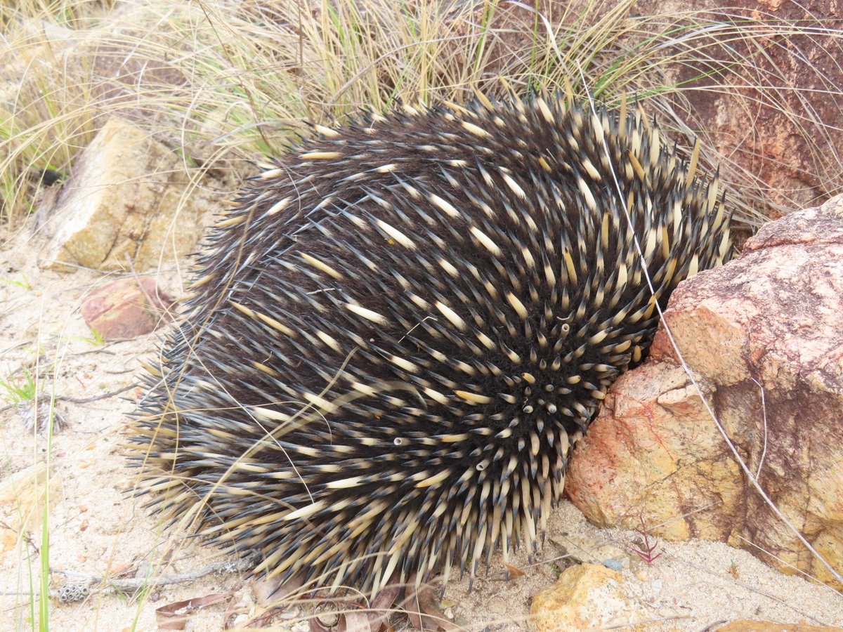 Short-beaked Echidna or Tachyglossus aculeatus at Bombay Reserve on the Shoalhaven River, NSW #Citizenscience #biodiversity <a href="/NatureMapr/">NatureMapr</a> <a href="/CitSciOZ/">Australian Citizen Science Association</a> <a href="/destinationnsw/">Destination NSW</a>