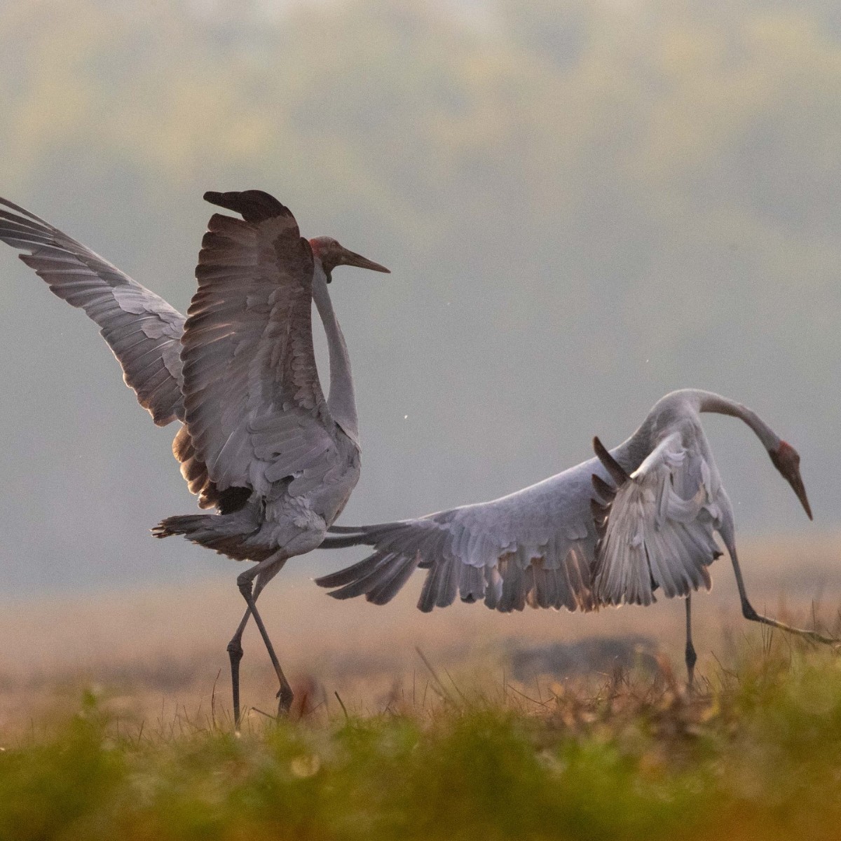 Kakadu Bird Week is underway 😮❗ Join in on all the fun this weekend with the team at Birdlife Top End, as they teach you about the wonder of birds in Australia and Kakadu National Park. Tickets for this event and more are available on our website (link in our bio).