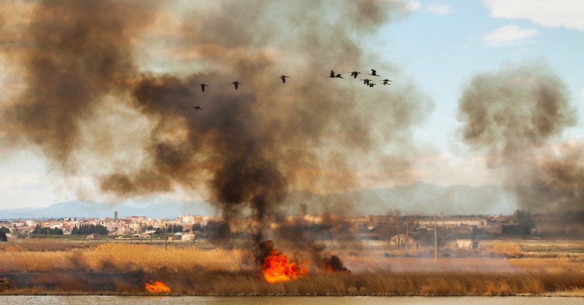MimusMx's tweet photo. 🔥 Descubre cómo los incendios controlados pueden ser aliados vitales para la salud de nuestros ecosistemas y la prevención de incendios forestales. 🌳🌿

https://t.co/grGfPorgic 

#IncendiosControlados #ConservaciónEcológica #Biodiversidad https://t.co/3Zgld1eZI6