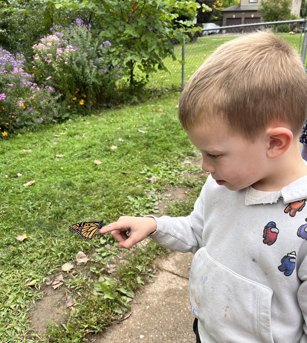 We released our monarch butterfly today! Safe travels! <a href="/louisearbourfi/">Louise Arbour FI</a> <a href="/TVDSBKinder/">TVDSBKindergarten</a>