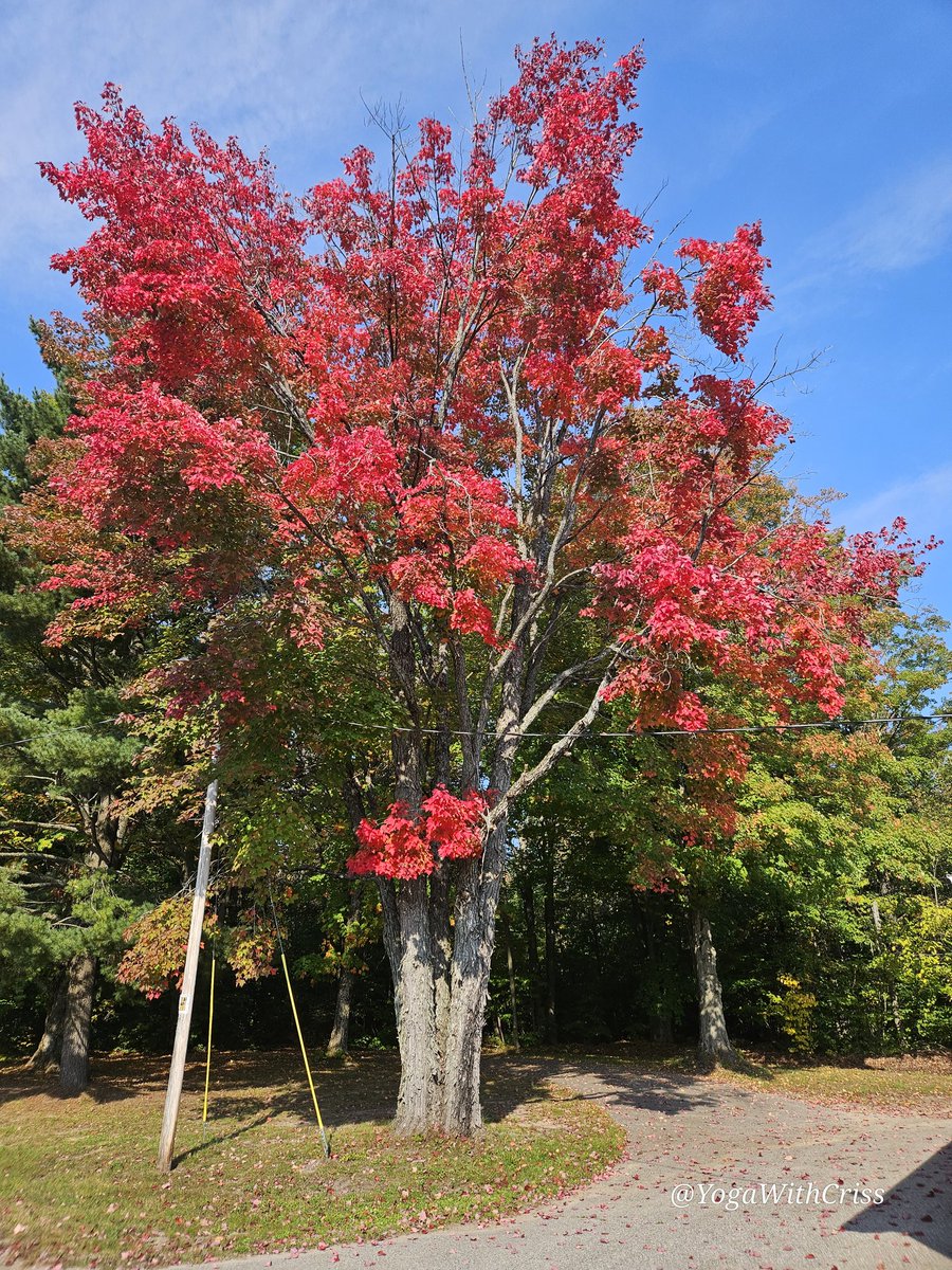 YogaWithCriss's tweet photo. Michigan fall color report.
#puremichigan #fallcolorreport @PureMichigan https://t.co/pICc12Vh4Q