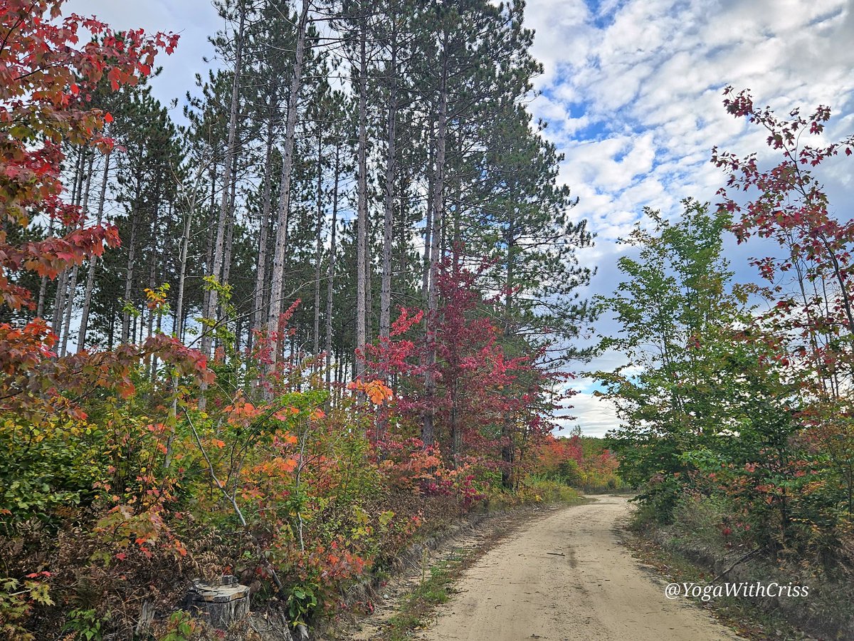 YogaWithCriss's tweet photo. Michigan fall color report.
#puremichigan #fallcolorreport @PureMichigan https://t.co/pICc12Vh4Q