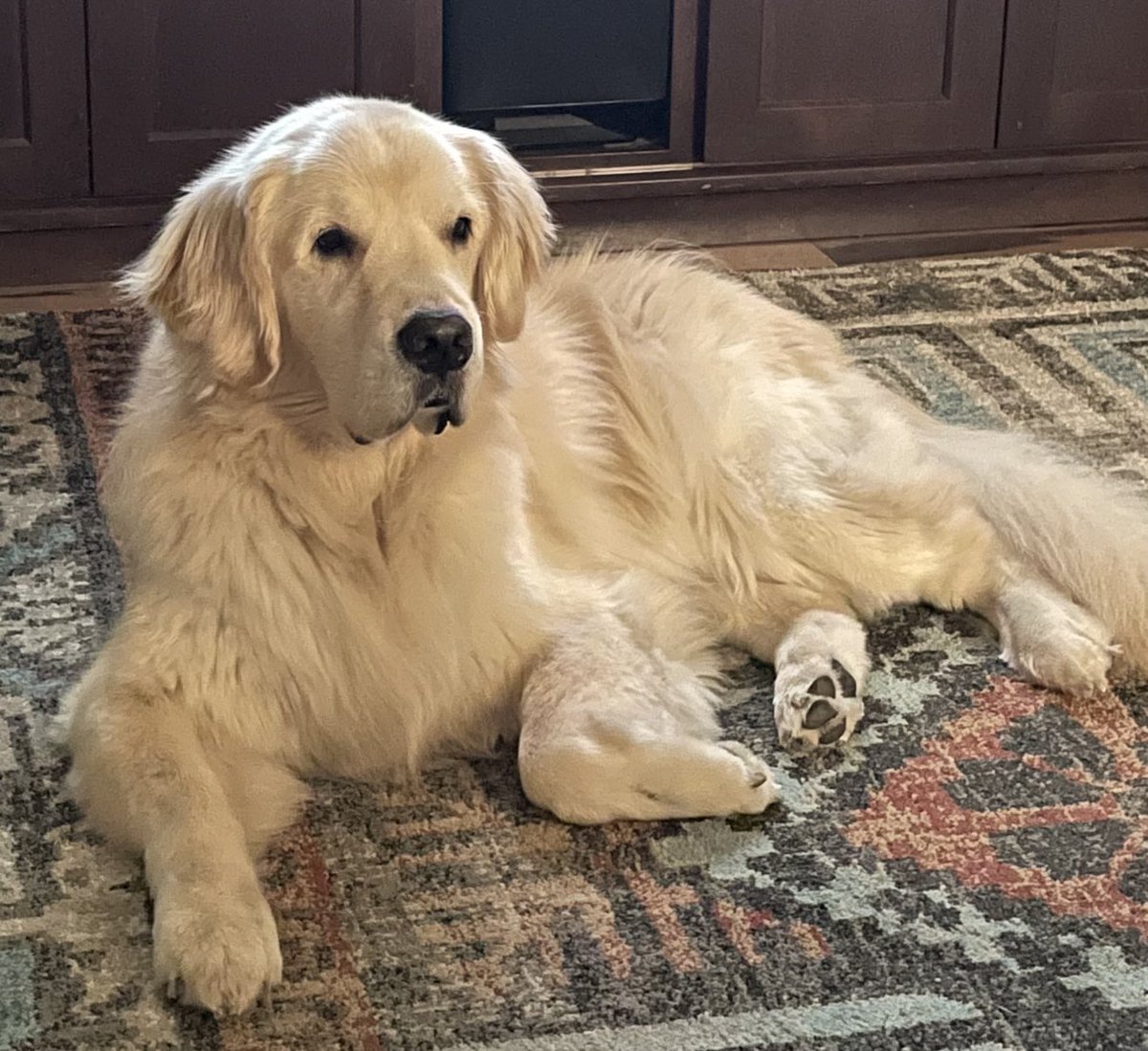 HobietheGolden tweet media