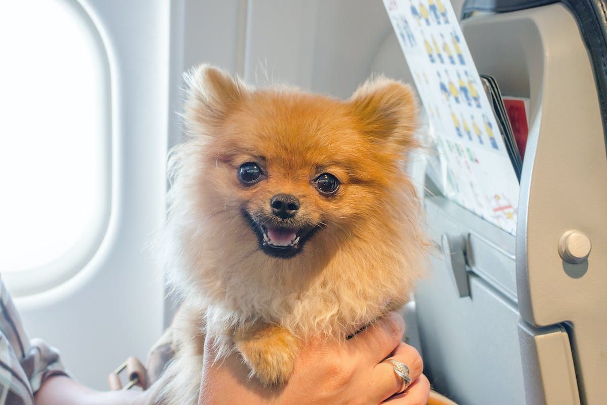 Almuoc's tweet image. How To Fly Safely With Your Dog. A step-by-step guide to taking a flight with your dog.
buff.ly/3EEKHqh

 #dogfly #dogplane #dogbehaviortips #dogbehaviorexpert #dogbehaviormodification