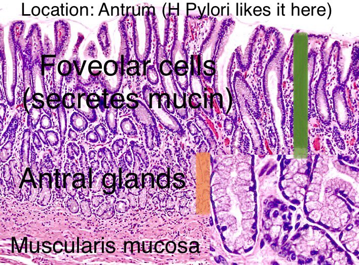 Jay "Thymocyte" Hwang tweet media