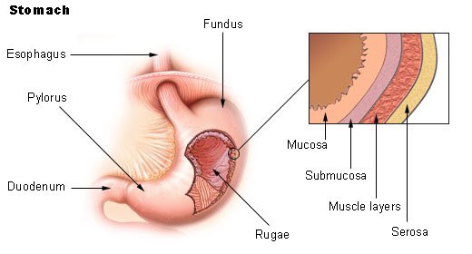 Jay "Thymocyte" Hwang tweet media