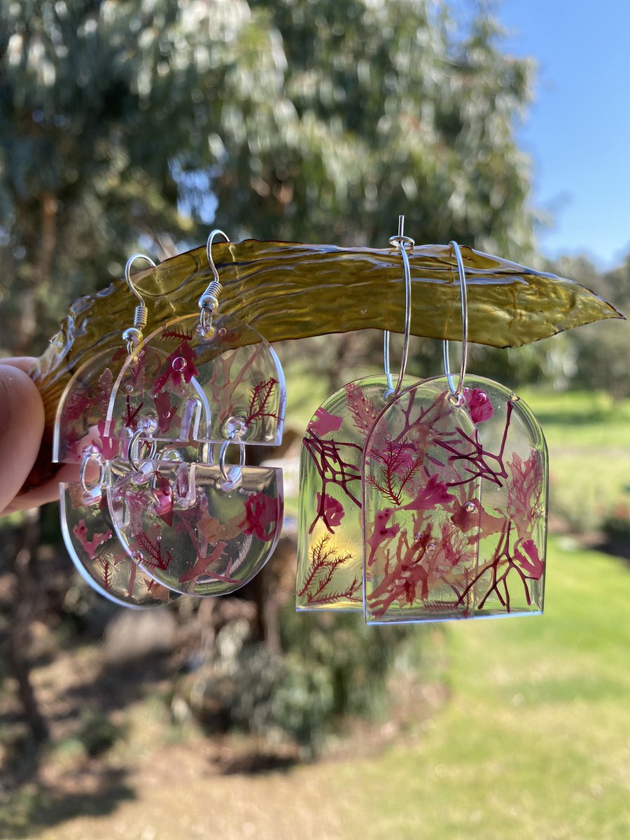 For this #PhycologyFriday, I’m sharing my first attempt at making resin earrings using pressed seaweeds collected from one of the many wrack zones along the #GreatSouthernReef