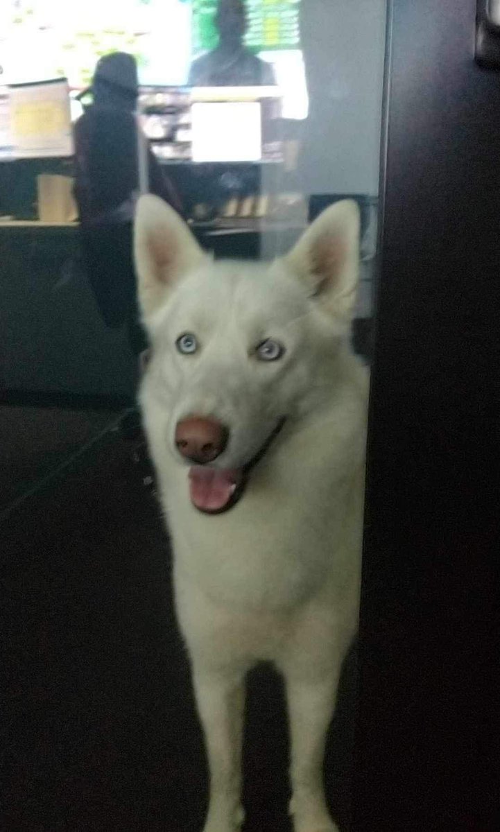 [#CaBougeEnGare] 🐶 Nos agents en gare de <a href="/nantesfr/">Ville de Nantes</a> ont pris en charge un chien arrivé seul à bord du #TER859453 (en provenance d'#Ancenis). Ils l'ont apprivoisé et se rapprochent d'un vétérinaire.

N'hésitez pas à partager ce signalement pour nous aider à retrouver son maître !