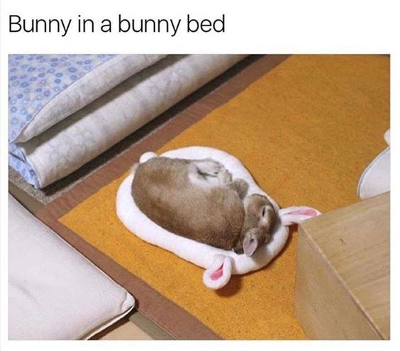 RabbitEveryHour's tweet photo. https://t.co/sFwLbZqxqB