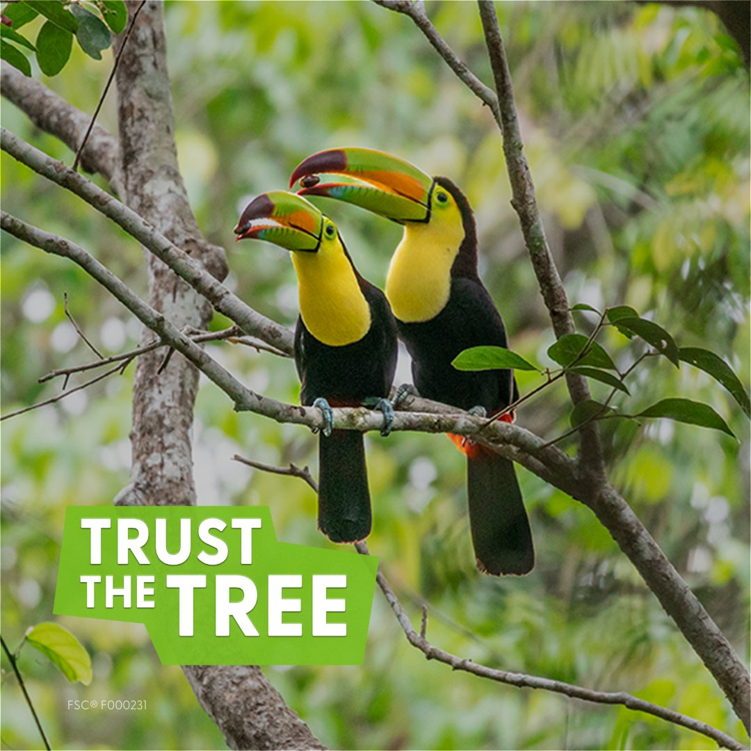 #FSCForestWeek has ended, but our commitment to the forests continues! 

#TrustTheTree and continue to #ChooseFSC throughout the year. 

Stay updated on our work by signing up to the FSC newsletter and keep supporting our forests: mailchi.mp/fsc.org/newsle…