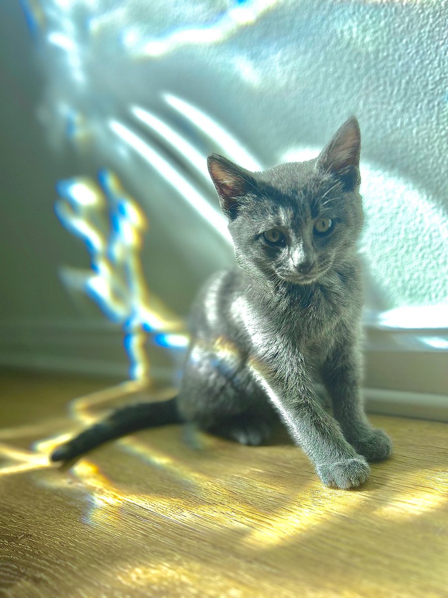 KOBY/MOJITO tweet media