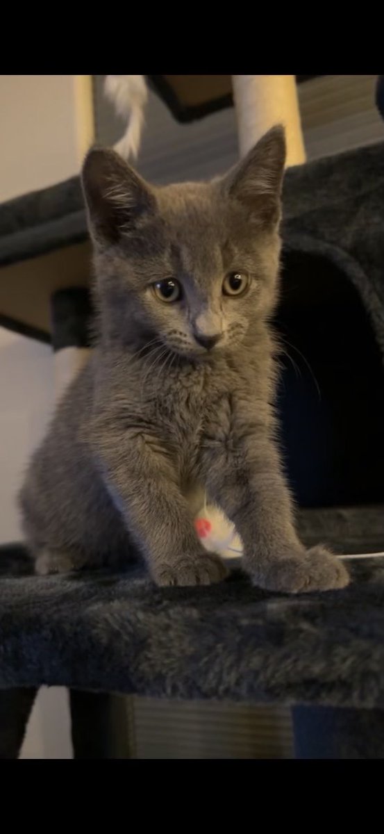 KOBY/MOJITO tweet media