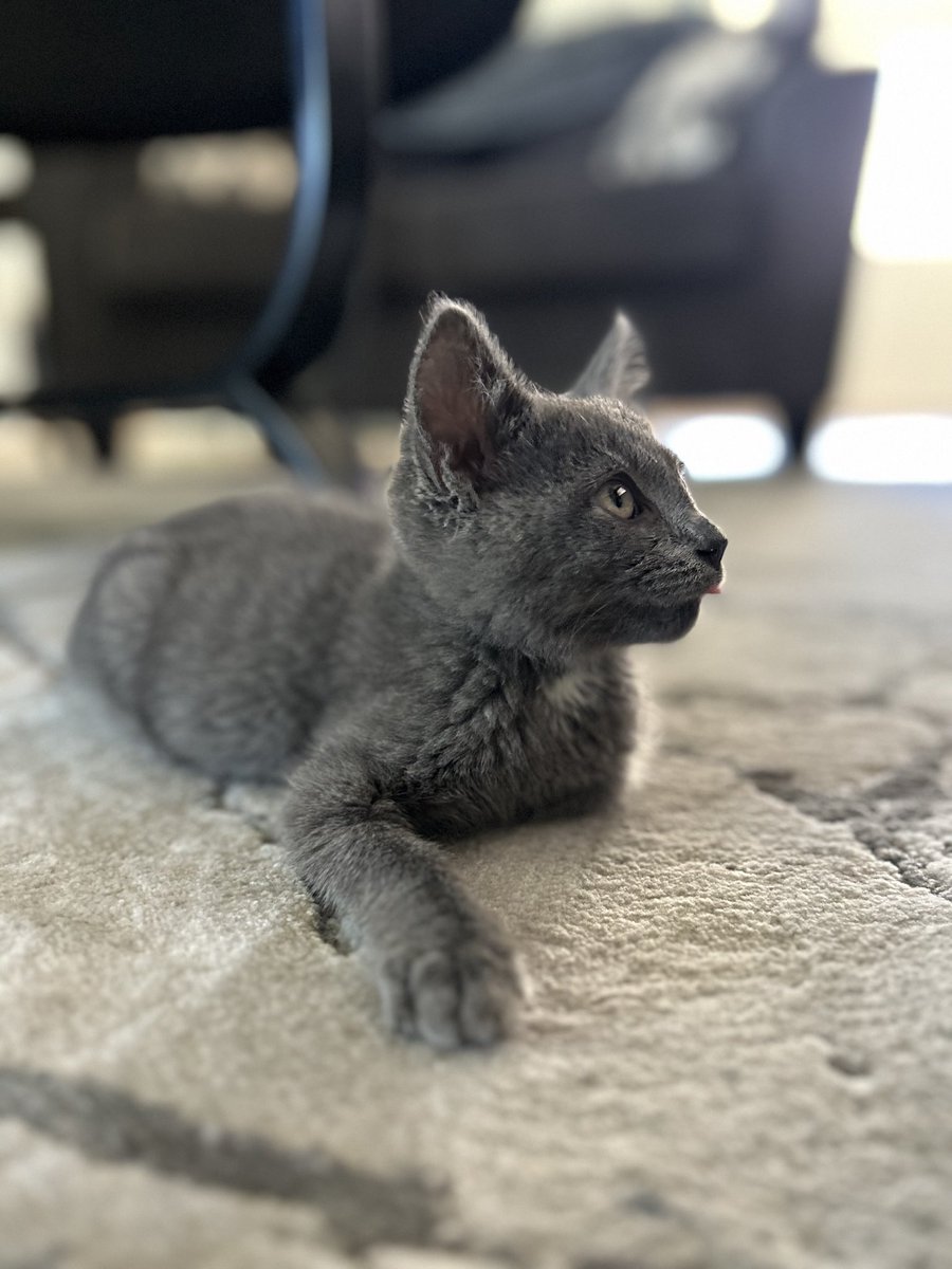 KOBY/MOJITO tweet media