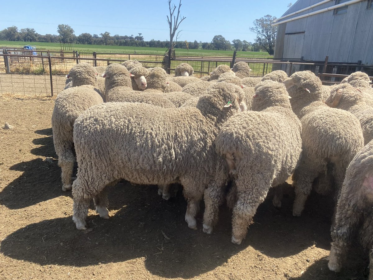 Grasmere Ram Sale Tuesday 3rd October 2pm (inspections from 11am) <a href="/AdamRandall83/">Adam Randall</a>