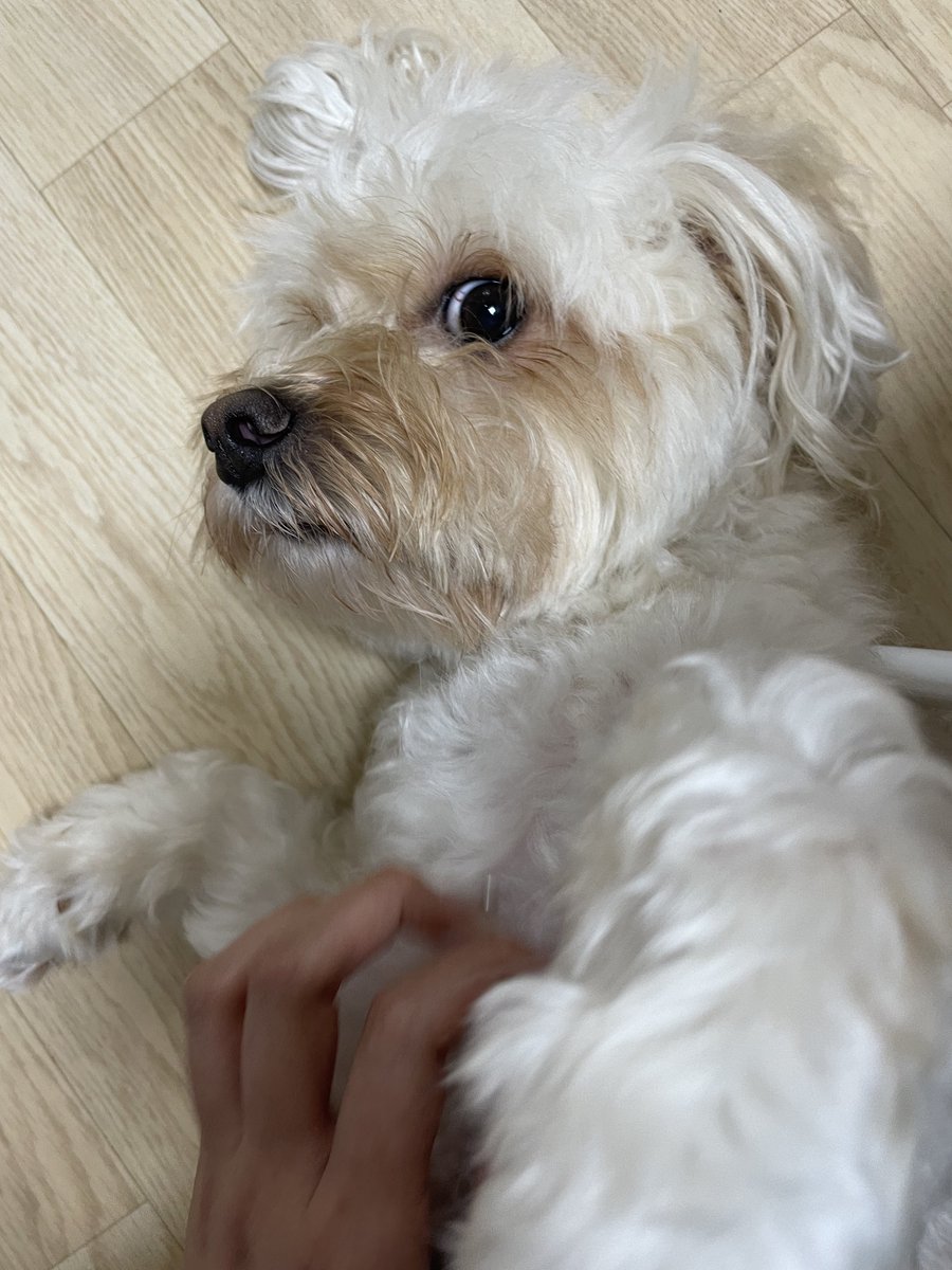 everglowkr's tweet photo. I also went to the mountain yesterday. But if you want to go hiking, do it when the fine dust isn't that severe,,, >_< Anyways, Happy Chuseok!!>_<

If you don't spend your Chuseok happily, Moka will find you  ~!!ㅋㅋ https://t.co/Tp0VGe8i1j