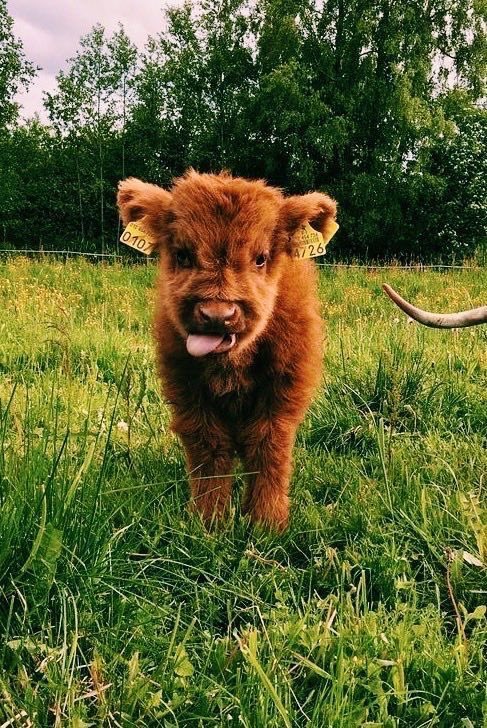 Bailey_R_'s tweet photo. Do you like brown fluffy cows? https://t.co/oEWTLRC2IP