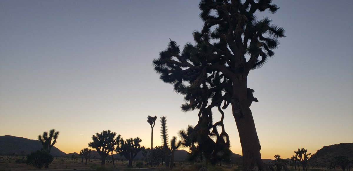 Took approximately 300 pictures of this tree tonight, but don't think it's enough🤔 <a href="/JoshuaTreeNPS/">Joshua Tree NPS</a>