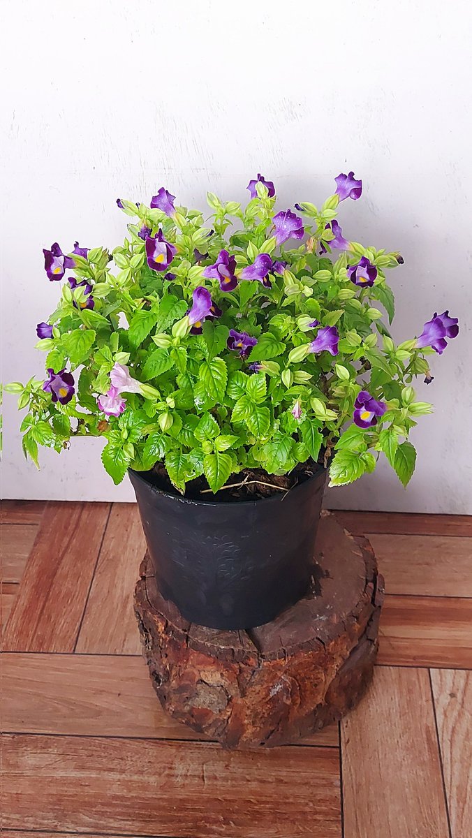 flowerLovers22's tweet photo. Wishbone flowers: nature's way of reminding us that dreams can blossom with grace and beauty. https://t.co/J7JFfQ4F57