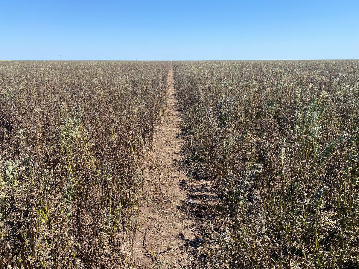 It's not a pretty picture, but Warda faba beans incoming! Sprayed out and ready for harvest next week. #harvest23 #fababeans
