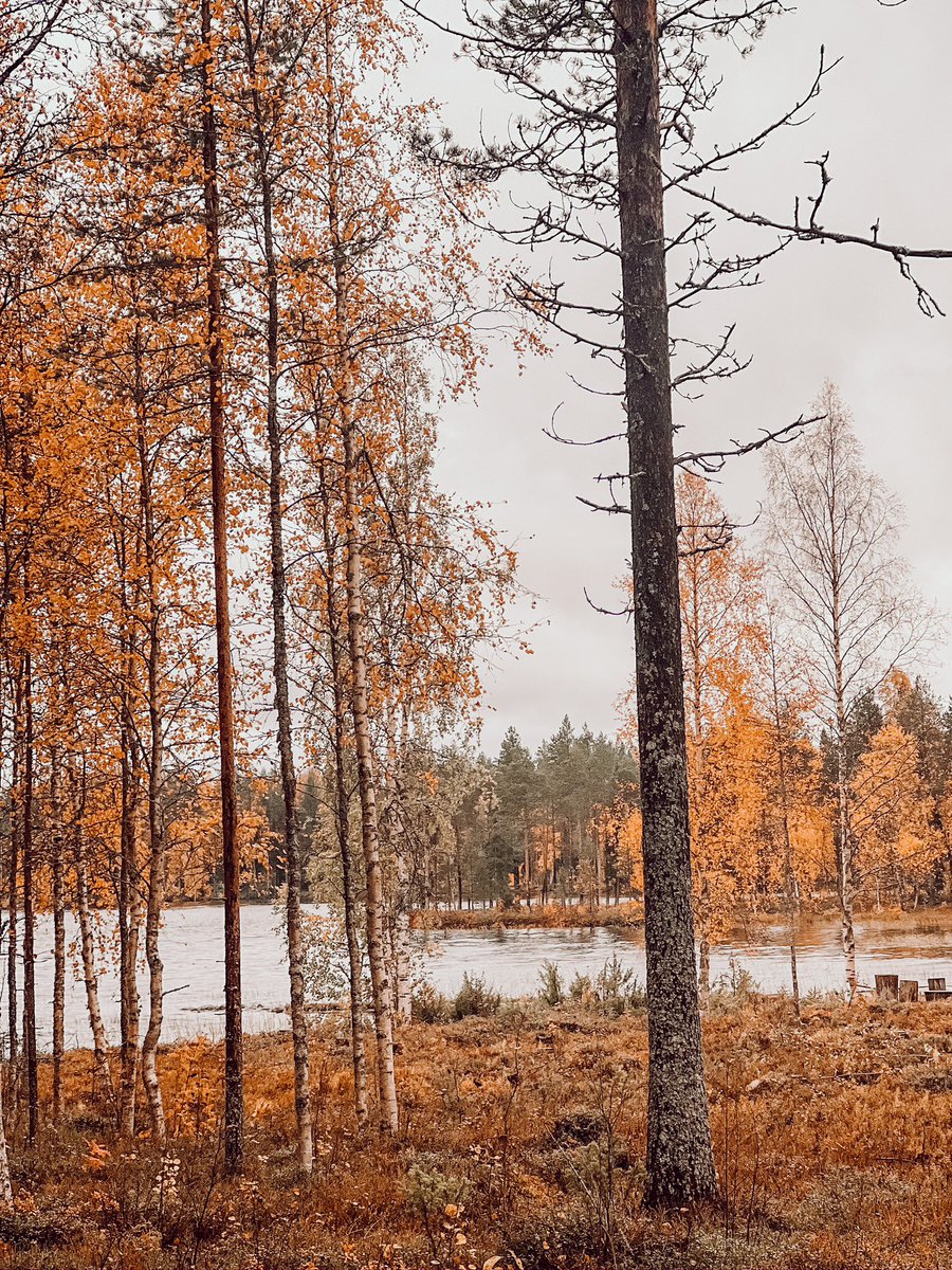 Have a wonderful weekend! 🍁🍂 #fourseasons #ruska #lappilainenluksus #laplanddeluxe #articcircle #vanttausjärvi #ainolacottage