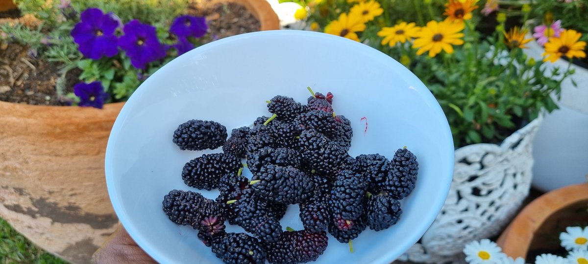 Mashaliah's tweet photo. Harvested antioxidant-rich mulberries from a year-old tree in my backyard. Come next season, the surplus will be turned into nutritious jam. Localized, sustainable nutrition in the making. #UrbanAgriculture #FutureJam #Mulberries @mku https://t.co/9B5yQBeyYG