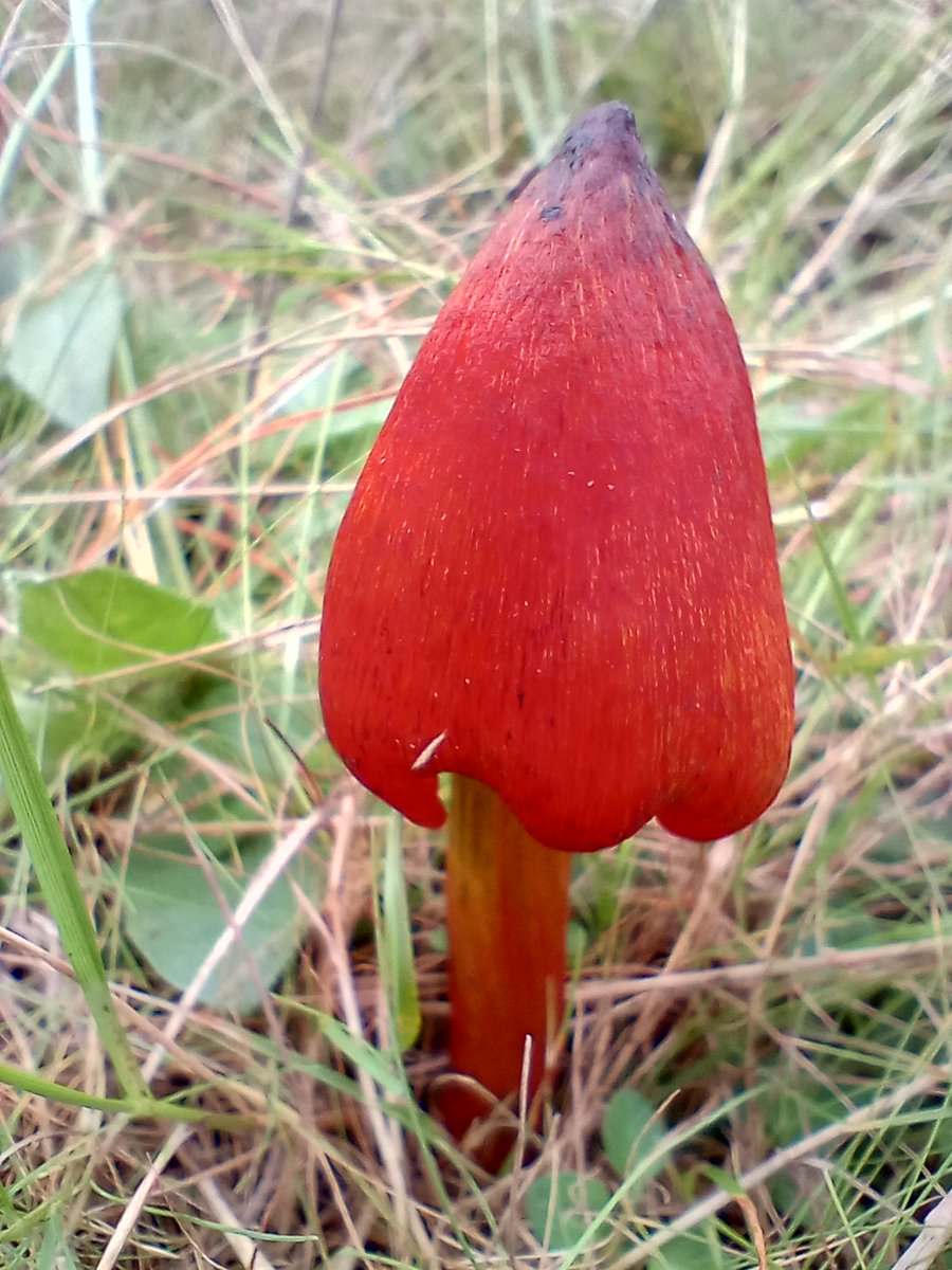 Guessing here but this striking fungus looks like a Scarlet Waxcap. Definitive id welcome! It didn't end up in a mushroom omelette. #wildflowerhour #fungi #foraging #Purbeck #waxcaps #twitternaturecommunity #TwitterNaturePhotography #autumnwatch #autumn #britishnature #red