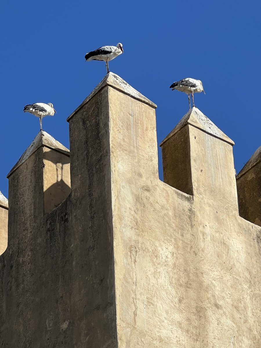 thebrownhat's tweet photo. #4photos day 6 #Fes #Morocco #TravelTalk https://t.co/sInWJo7SV7