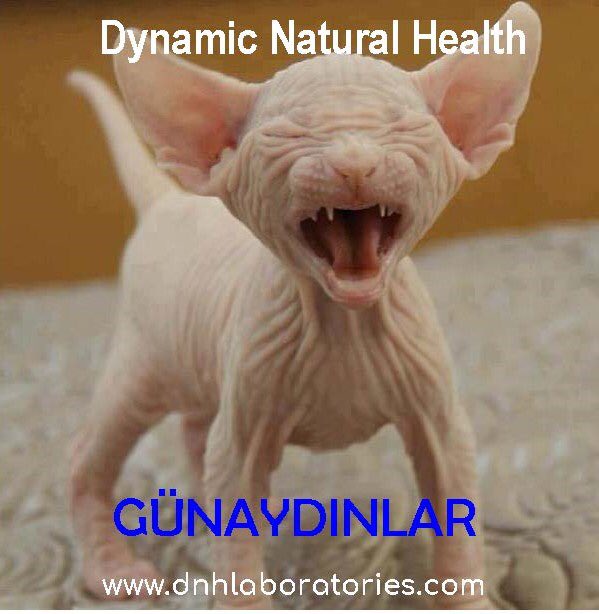 DnhSystem's tweet image. 