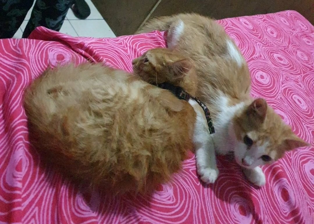 #SoyProAnimalGt

#ServicioSocialGatuno:
Gatitas Nila y Garfiel se perdieron en Condominio Villa Esperanza, Cuyotenango.
Si las ves o la tienes resguardada comunícate al teléfono 5361-4766.

#ServicioSocialGatuno 
#GatoPerdido 
#Cuyotenango 
#Comparte