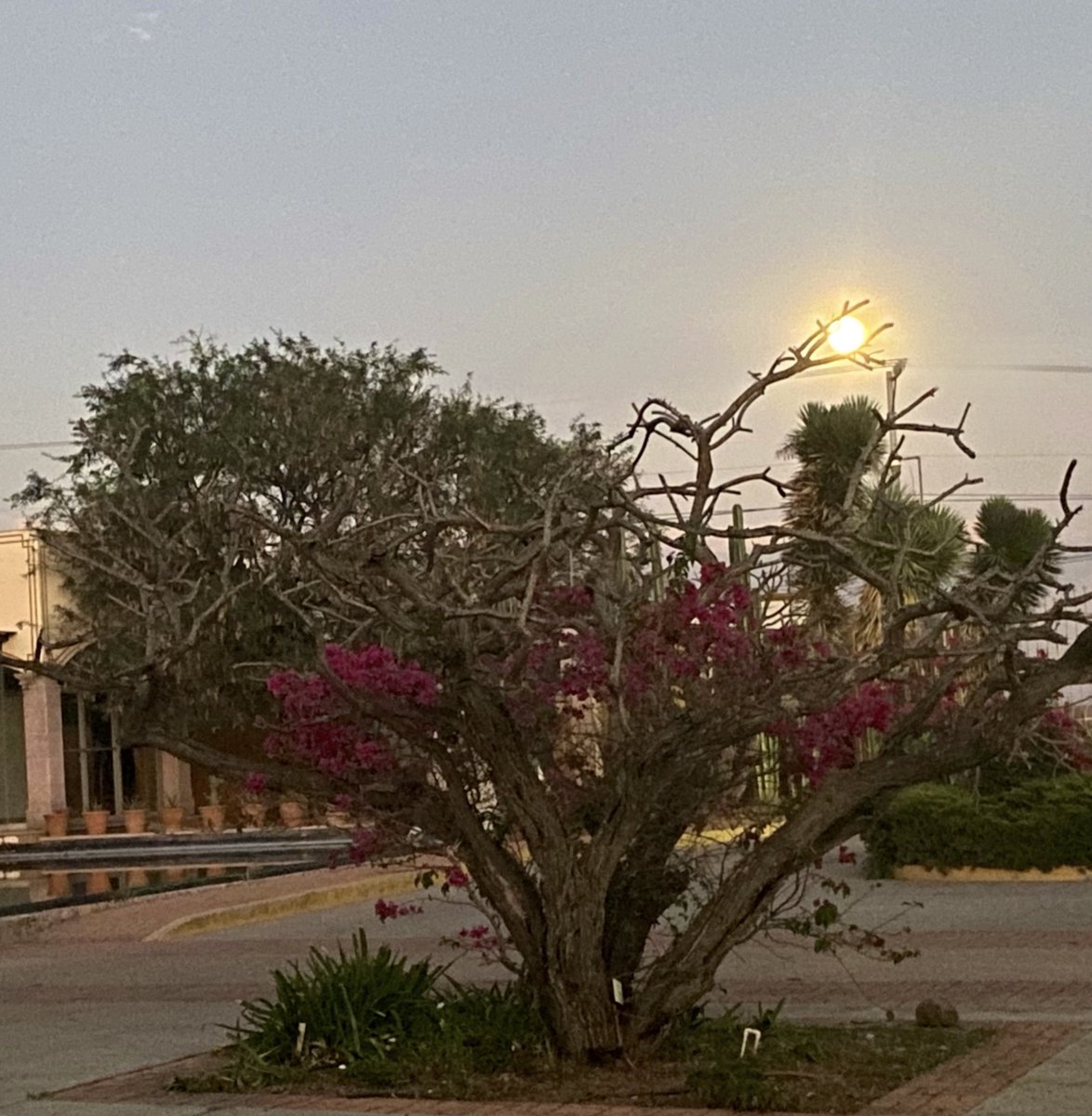 GRomoFonseca's tweet photo. Hermosa luna en zacatecas… lastima de la situación 

#luna https://t.co/OT66nTYWeF
