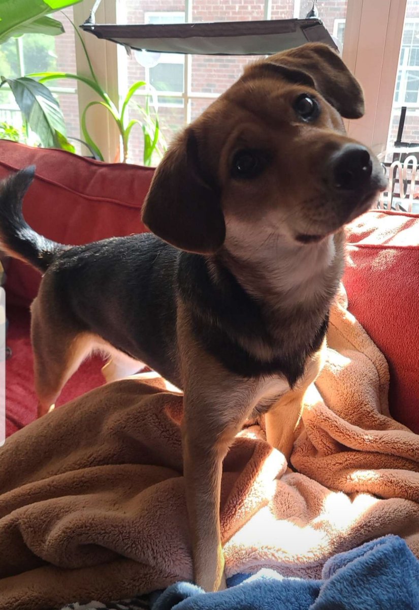 samiller1022's tweet image. This face! So glad my college girl rescued her. #spoiledpup