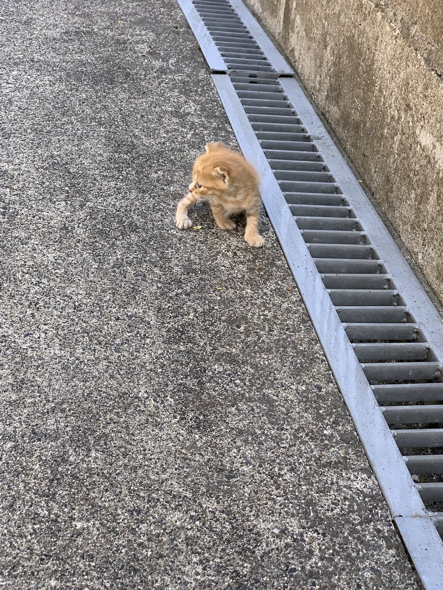 kousuke06102's tweet photo. 野良猫が物置に子供産んで困っています生後2週間くらいです
飼いたいって人がいたら連絡下さい https://t.co/usAyM9KSuv