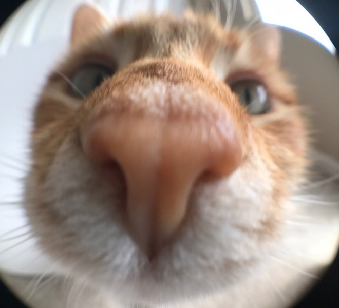 AliceFox666's tweet photo. @VaushV https://t.co/Qqa6SETZLK