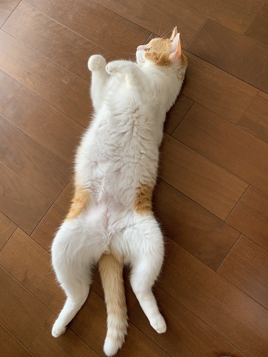 stripe_design's tweet photo. 9月29日は招き猫の日なんだって♪
#招き猫の日 https://t.co/2dyziaW8Vv