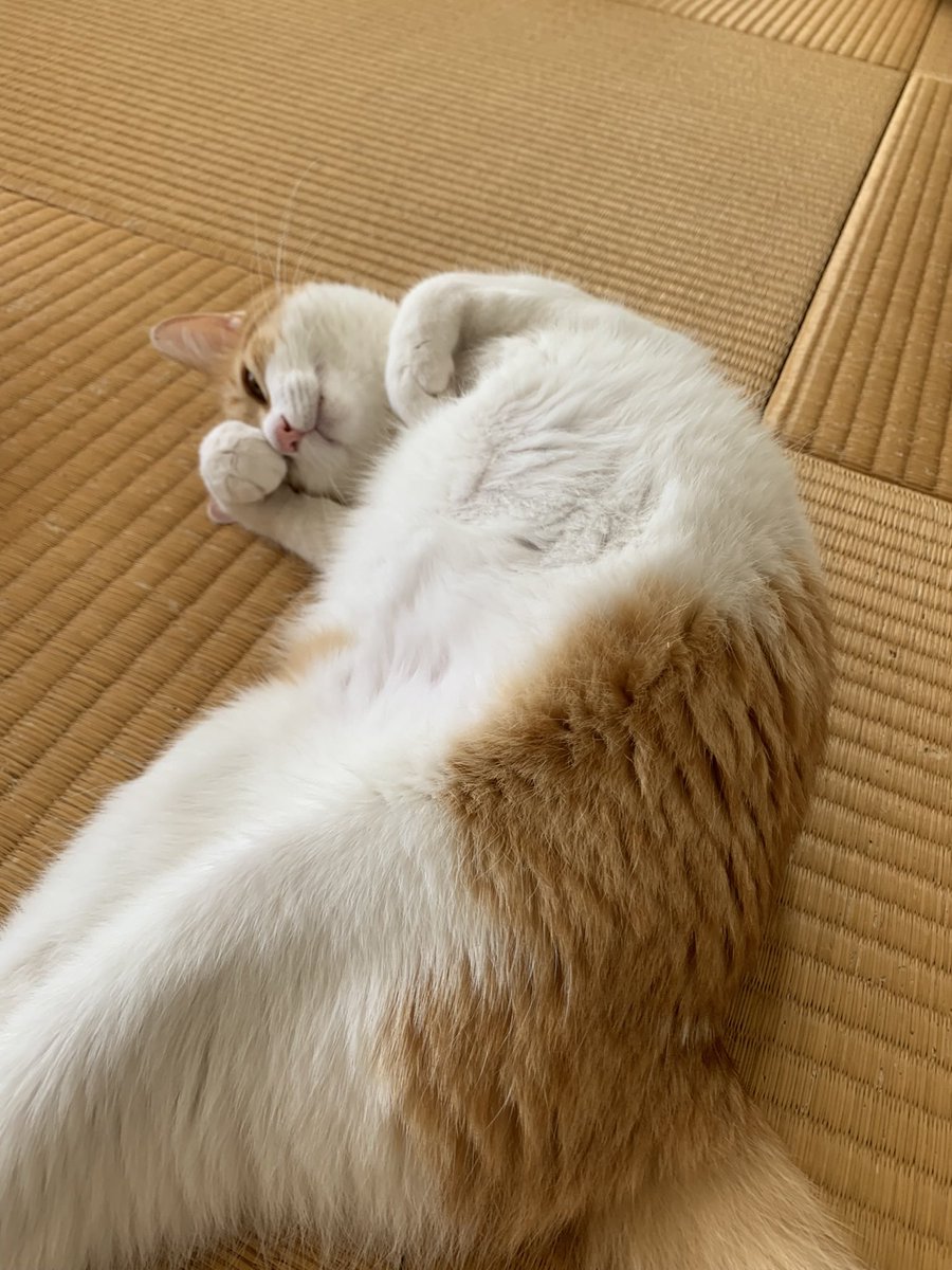 stripe_design's tweet photo. 9月29日は招き猫の日なんだって♪
#招き猫の日 https://t.co/2dyziaW8Vv
