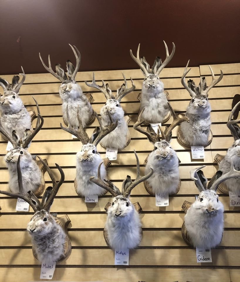 Taxidermy1986's tweet photo. How about this collection of Jack-a-lopes! LOL
#taxidermy #TrophyHunting #trophyrooms #hunting https://t.co/h4bNi1ZgZz
