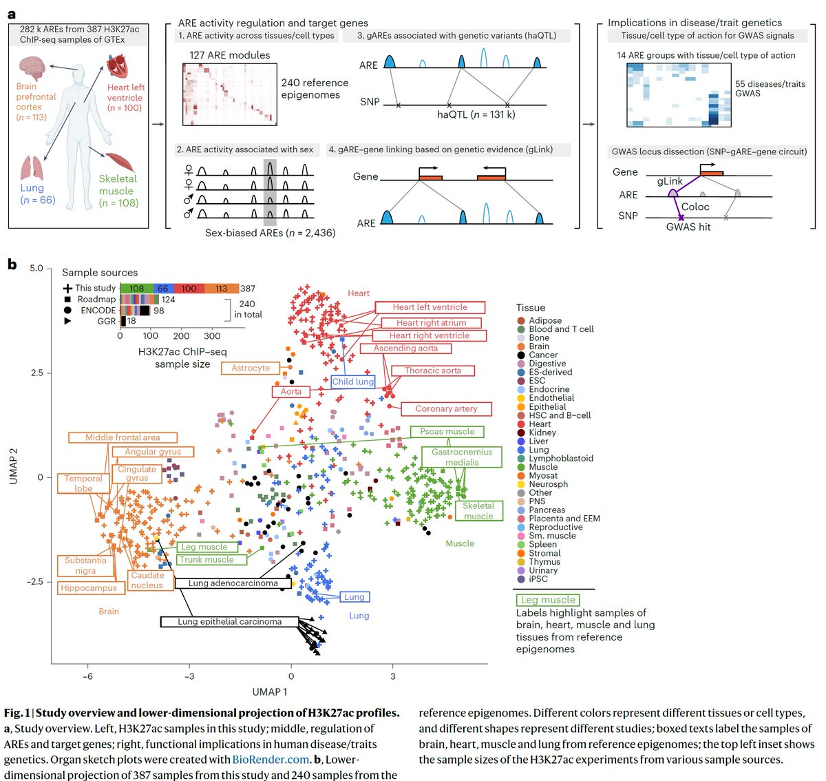 Manolis Kellis tweet media