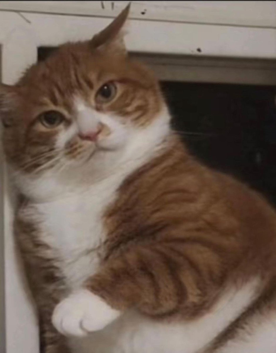 lee know as cats 🐱 (@linoascats) on Twitter photo 