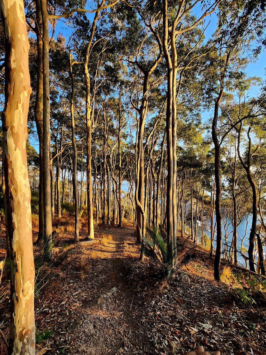 SMEEAndrew's tweet image. Coastal sunrise sentinels 
#trailrun #thirdspace