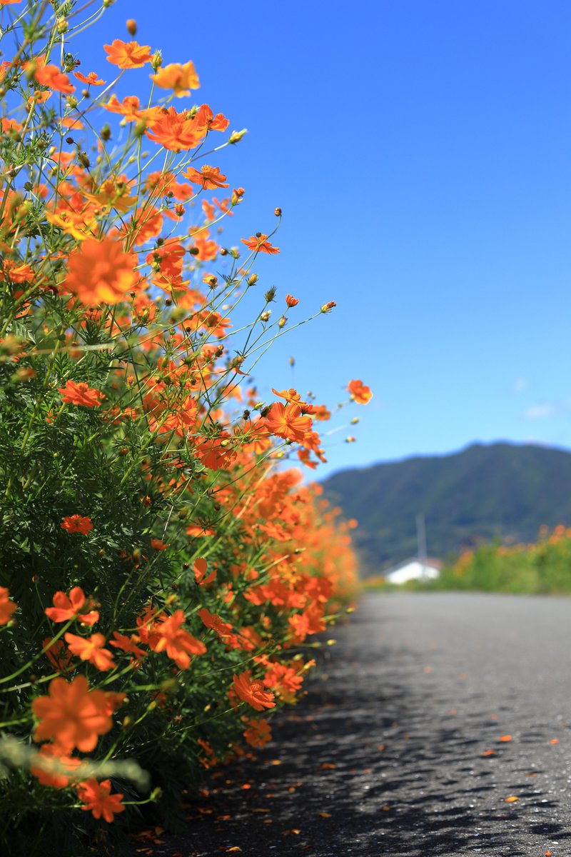 blue1317's tweet photo. お久しぶりの
キバナコスモス

#花
#写真 https://t.co/Or016dytIP