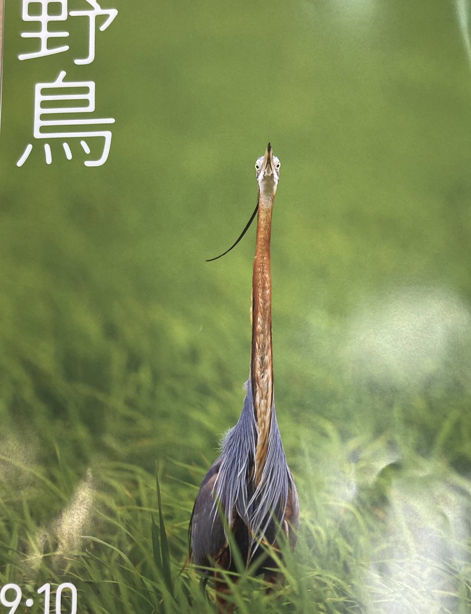 skmt_SORA's tweet photo. SORAプロジェクト【ワイルドライフ】で発表したシマエナガ　ドネーションペンダントと日本野鳥の会恩田レンジャーにご講演いただいた「プラスチックの海」上映会イベントレポートを「野鳥」誌でご紹介いただきました！！　#日本野鳥の会　#結婚指輪sora #プラスチックの海  #シマエナガ https://t.co/RqIOR3t868