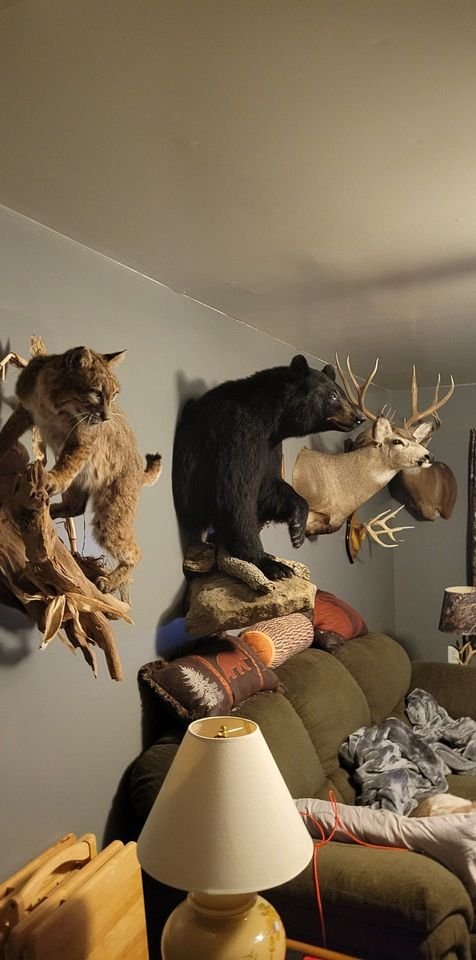 Taxidermy1986's tweet photo. Trophies are my obsession.
#taxidermy #TrophyHunting #trophyrooms #hunting https://t.co/pSNOWF0rzo