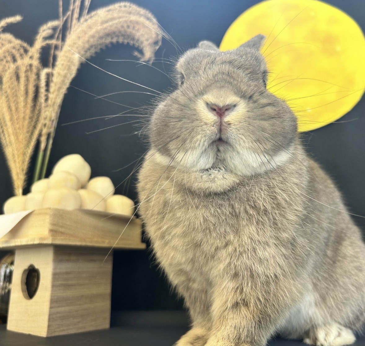 NESTARESORTKOBE's tweet photo. 今日は中秋の名月🌕

ネスタリゾート神戸のアイドル「おもち」とお月見撮影をしました📷
月見団子に見向きも���ずカメラにもちもちのほっぺを見してくれました。さすがアイドル...！

#中秋の名月 #お月見 #十五夜 https://t.co/hXtGTJomyk