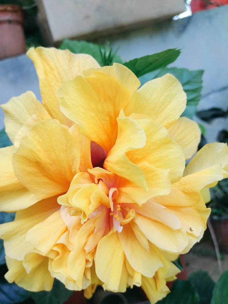 yulisaof2012's tweet photo. @usermaykol6_ La flor de una de las  plantas del jardín. 🌼 https://t.co/96eCMbnzCx